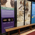 Pitt Rivers Museum - Galleries - (11 of 15) - Bench seating