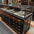 Pitt Rivers Museum - Galleries - (8 of 15) - Typical display case