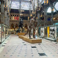 University Museum of Natural History - Gallery spaces - (1 of 7) - Main gallery