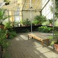 Botanic Garden - Gardens, Glasshouses - (2 of 5) - Conservatory