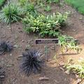 Botanic Garden - Signs and labelling - (2 of 3) 