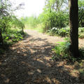 Harcourt Arboretum - Grass footpaths - (1 of 5)