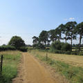 Harcourt Arboretum - Grass footpaths - (4 of 5)