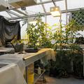 Plant Sciences - Greenhouses - (1 of 5) 