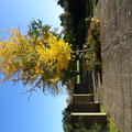 St Catherine's - Gardens and Amphitheatre - (1 of 8) - Paving