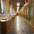 University Museum of Natural History - Gallery spaces - (3 of 5) 