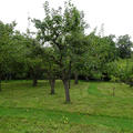 Worcester - Gardens - (7 of 12) - Orchard